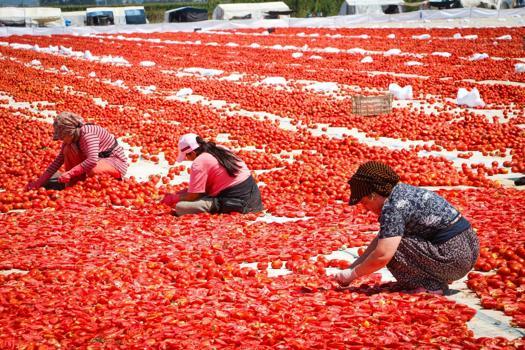 Kırmızı altının zorlu yolculuğu! 13 kilodan sadece 1 kilo çıkıyor, 90 ülkeye satılıyor)