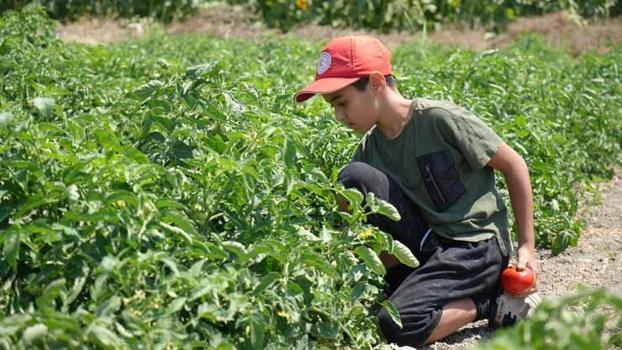 Kilosu 50 TL'den tarlada satışa çıktı: Vatandaşlar kendi elleriyle toplamak için kuyruğa girdi!)