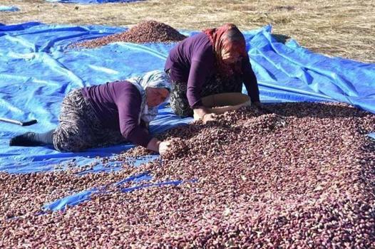 40 derece sıcakta zorlu mesai başladı: Yeşil altında dev sezon açıldı: Öğlene kadar toplayan çiftçi bayram ediyor)