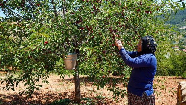 Geçen yıl zirai don vurdu, bu yıl toparlanma başladı! Ankara'da hasadı başladı: Kilosu 120 lira)