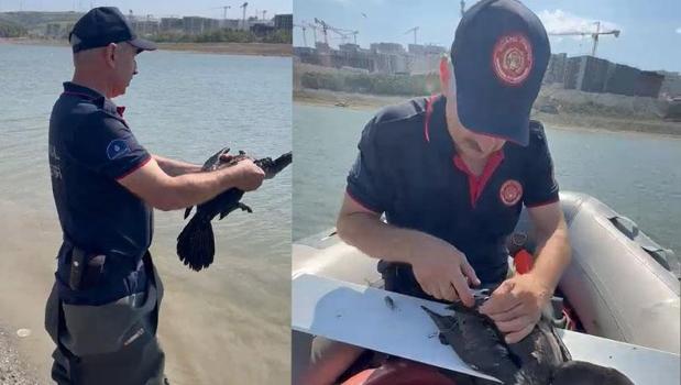 Sazlıbosna Barajı’nda misina ve ağlara dolanan karabatak kurtarıldı)
