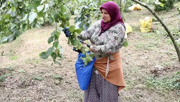 Giresun'da fındık hasadı başladı)