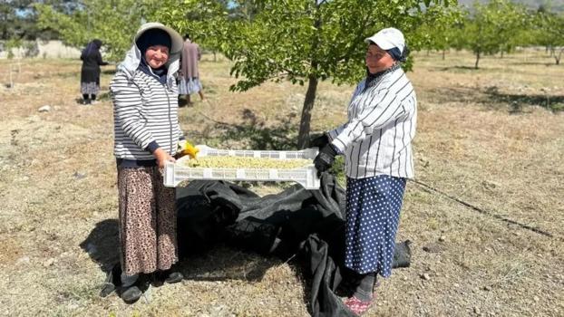 Meğer yıllardır şifa deposu yiyormuşuz! ABD'nin peşinde koştuğu Türk meyvesi belli oldu...)