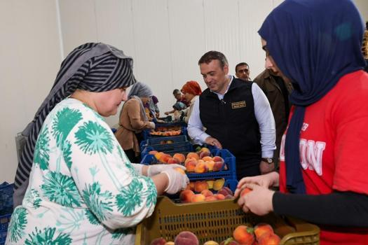 Tamamı yurt dışına gönderiliyor, yabancılar kapışıyor! Bilecik'te hasat başladı)