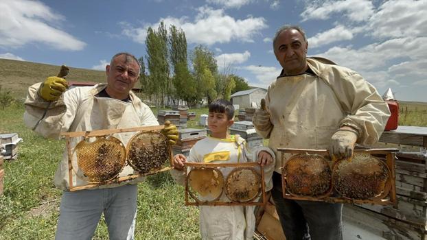 Kars'ta bereketli hasat başladı! Kilosu 2 bin 500 TL'ye kadar ulaşıyor)