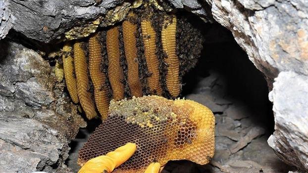 Ecel terleri dökülerek toplanıyor! Kilosu 9 bin liradan satılan o doğa mucizesi vücudu çelik gibi yapıyor...)