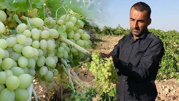 Unutulmaya yüz tutmuş kadim lezzet geri döndü! 5 Kilosu 100 TL'den kapış kapış satılıyor!)