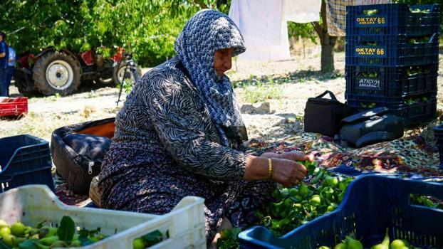 Kilosu 120 TL'den kapış kapış satılıyor! Ankara'da toplanıp İstanbul ve Ankara pazarında satılmak üzere yola çıktı...)