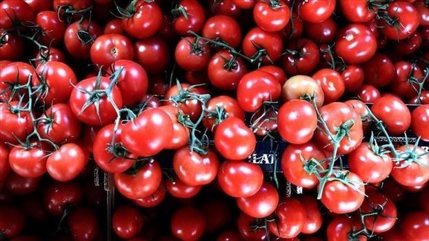 Domatesin üzerinde sarı halka görürseniz dikkat! Sebebi düşündüğünüz gibi çürüme değilmiş)