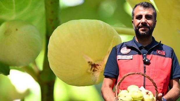 Bölge ekonomisinin can damarı! Kahramanmaraş'ta hasadı başladı: Lezzeti ve aromasıyla damak çatlatıyor)