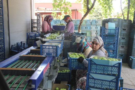 Çanakkale’nin 'beyaz altını' bahçelerden toplanıyor: Kilosu 60 liraya kadar düştü)