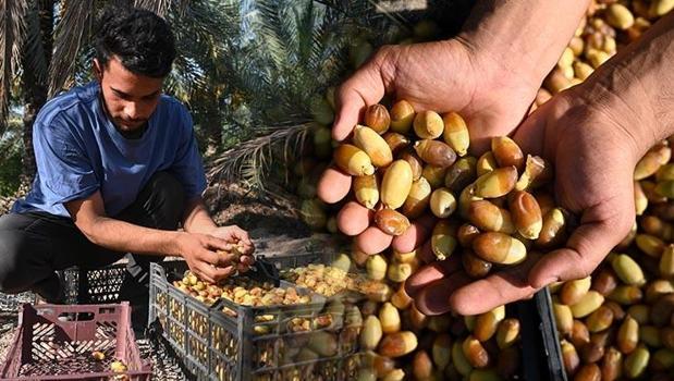 Aşırı sıcaklara rağmen mesai başladı! Kavurucu sıcakta metrelerce yükseklikte tek tek toplanıyor)