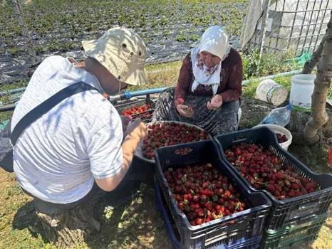 Büyükşehirlerden köye akın başladı! Nüfusu 30'dan 700'e çıkaran '14 milyar liralık' çilek mucizesi)
