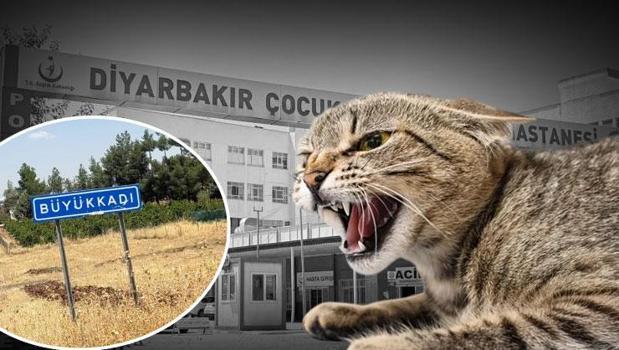 Kedinin ısırdığı 4 yaşındaki çocuk entübe edildi! Kuduz testi pozitif çıktı)
