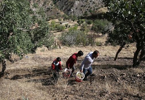 Dağdaki yabani ağaçları aşıladı, 660 ton rekor hasat elde etti! Kendiliğinden yetişiyordu, servete dönüştü)