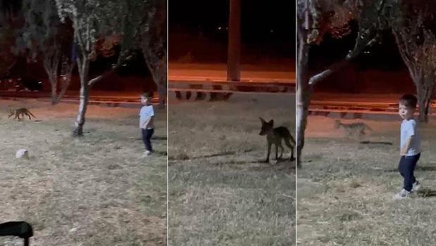 Tilki, parkta oynayan 3 yaşındaki çocuğun topunu kaptı)