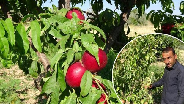 Kayısının başkentinde yeni rakipler ortaya çıktı! Dalından toplanmaya başlandı, taleplere yetişilemiyor)