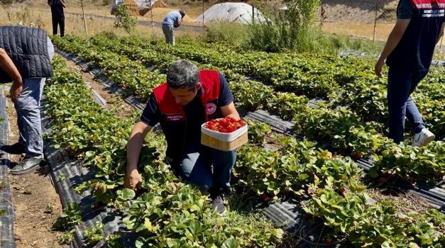 Kimse inanmıyordu ama paraya para demiyorlar! Dondurucu soğukların yaşandığı kentte 'sarı altın' değerinde hasat")