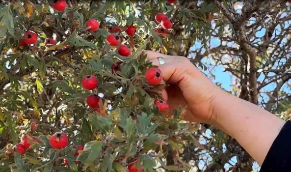 Narenciyeden 5 kat daha fazla C vitamini barındırıyor: Ağustos ayının en değerli meyvesi belli oldu!)