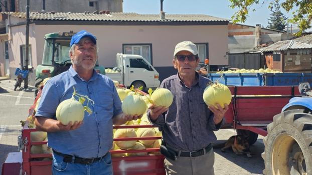 Ata tohumuyla susuz yetiştiriliyor! Balıkesir'in beyaz altınında beklenen hasat başladı)