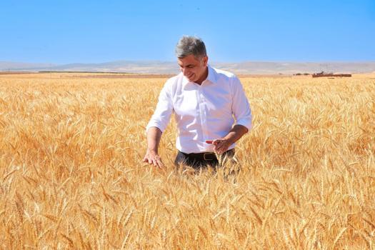 Kanatlı Buğdayı'nın ilk tohumluk hasadı gerçekleştirildi)