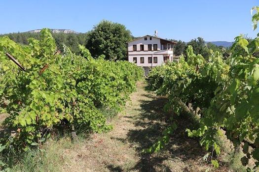 Pazara bile düşmeden bahçeden bitiriyorlar! Bağdan kilosu 150 liradan kapış kapış satılıyor...)