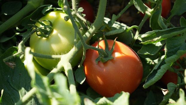 Tabelayı gören tarlaya koşuyor! Dalından topluyorlar, tadını seven kilo kilo alıyor!)