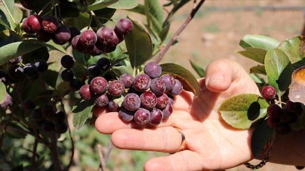 Kalpten bağışıklığa kadar tam bir antioksidan deposu: Ağustos ve eylül ayında hasat ediliyor!)