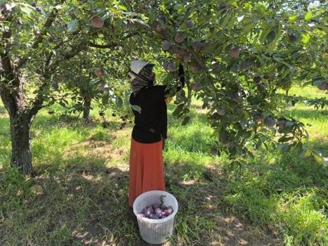 Rekolte yarı yarıya düştü ama sipariş patlaması yaşandı! Iğdır'ın meşhur siyah incisinde 25 tonluk hasat maratonu)