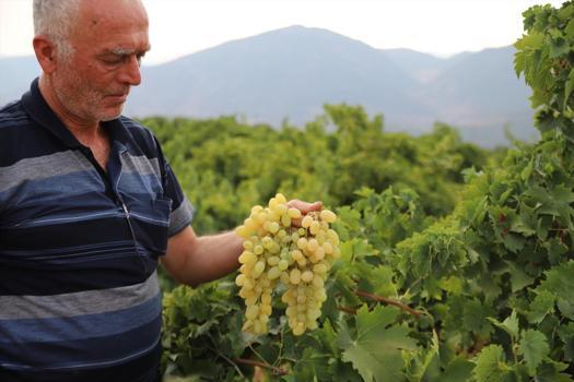 Bağda büyüdüğü an sofraya düşüyor! Alıcısı kapıda kuyruk oluyor: Tarlada kilosu 20 TL)