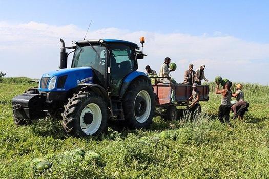 Ağrı'da 'yetişmez' denilen yerde rekor kırdı! 40 Dekarlık tarladan 120 ton fışkıracak...)