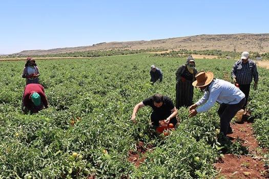 Doğu ve Güneydoğu'nun lideri, Türkiye'nin 7'ncisi! Bitlis topraklarında dev hasat başladı...)