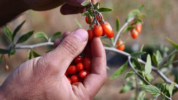Kendi küçük ama mahareti büyük! Vücuda reset atan mucize Çin'den geliyor)