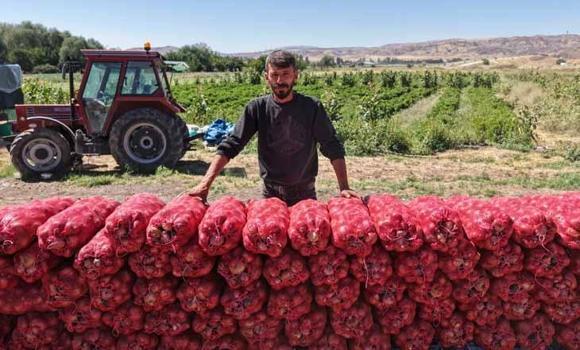 Tarlada kilosu 30 liradan satılıyor! Ata tohumundan yetişiyor: Kalbe ve damar sertliğine şifa oluyor)