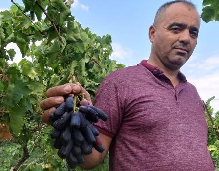 Tarlasında deneme amacıyla dikti piyasası tavan yaptı! Gören üreticiler kapısına dayandı)