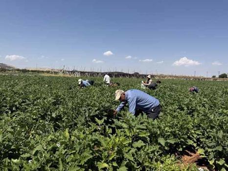 Tarlada 18 lira, kuruyunca bini 4 bin lirayı buluyor! Gaziantep’te kışlık dev hasat başladı...)