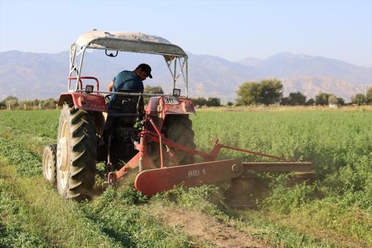 Yazın cefasını çektiler, kışın sefasını sürecekler! Tarlasına eken yılda 7 kez biçiyor, verim bu sene çok yüksek)