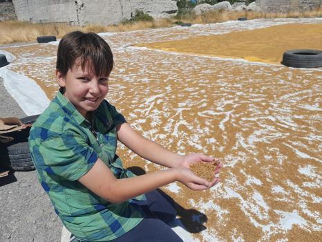 Kazanlarda saatlerce kaynatılıyor! Kışlık bulgur için hummalı mesai başladı)