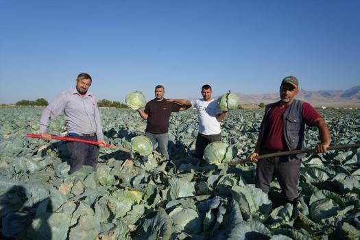 Tanesi 40 TL'den satılıyor, tüm aileyi doyuruyor! Niğde'de hasadı başladı)