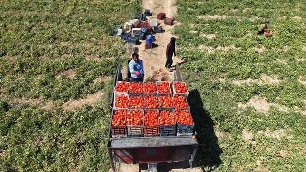 Elazığ'da dev hasat başladı! 7 bin dönümde ektiler, Amerika ve Avrupa ülkelerine ihraç ediyorlar)