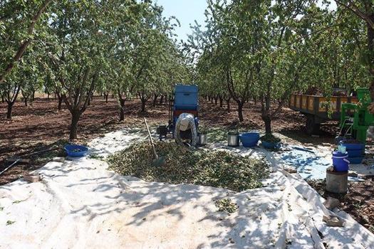 Zeytin ve üzüme rakip çıktı! Şarköy'den bereket fışkırıyor: Hasat başladı rakamlar yüz güldürdü)