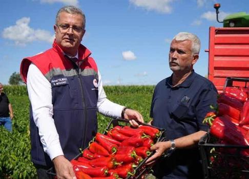 Bafra Ovası'nda dev hasat başladı! Şehre tam 4 milyar lira para akacak: Tarladaki ürün kapış kapış gidiyor)