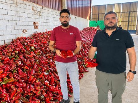 Lezzeti ve etli yapısıyla sofraların sultanıydı! Fiyatı 18 liraya geriledi: Ekim sonuna kadar devam edecek)