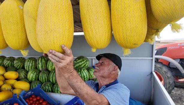 Bir damla su vermeden yetişiyor! Tekirdağ'da hasadı başladı: Verim düşüyor ama lezzeti artıyor)