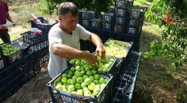 Avrupa Birliği tescilli o meyve üreticisini ihya etti! Dönüm başına rekor kazanç...)