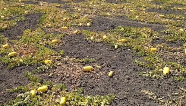 Sıfır sulamayla mucize yetiştirdiler! Tarladan toplandığı an yok satıyor...)