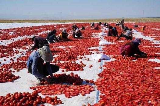 Tarlalardan serildi, İtalya Ve Amerika kaptı! 13 kilosundan sadece 1 kilo çıkıyor...)
