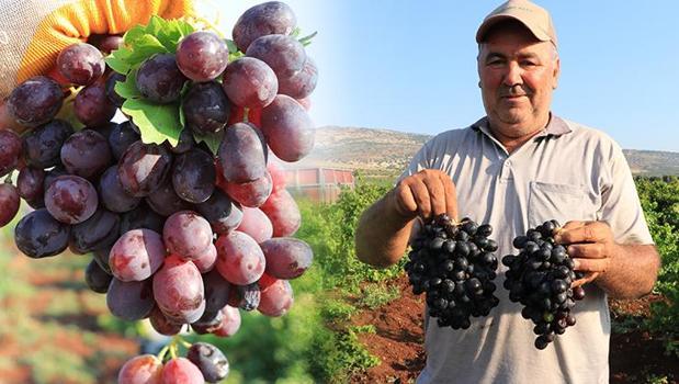 Kilis’te tarlalar doldu taştı: Siyah elmasın hasadı bereketle başladı!)