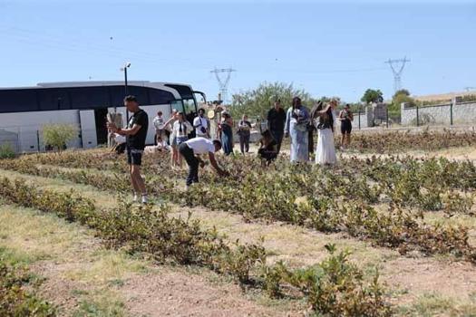 4 yıl önce dikti, şimdi turistler tarlada kuyruğa giriyor: Kendi elleriyle topluyorlar)