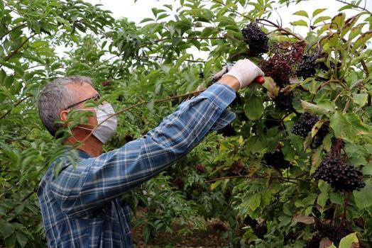 'Fındık dururken bu ne?' Diyenler şimdi sıraya girdi! 20 kilo ile başladı, bu yıl 1 ton toplayacak)